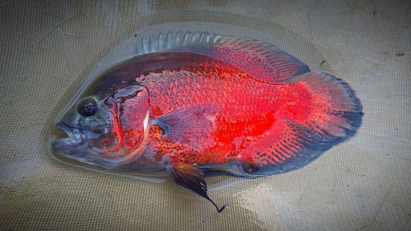 稀有地图鱼品种有哪些