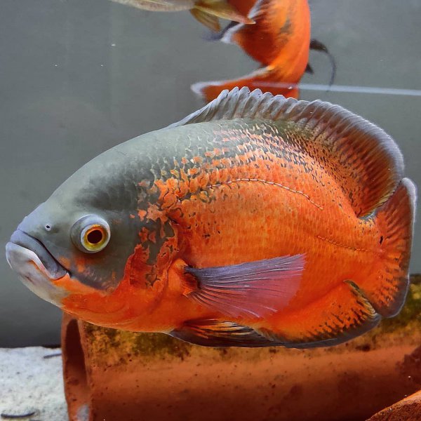 稀有地图鱼品种有哪些