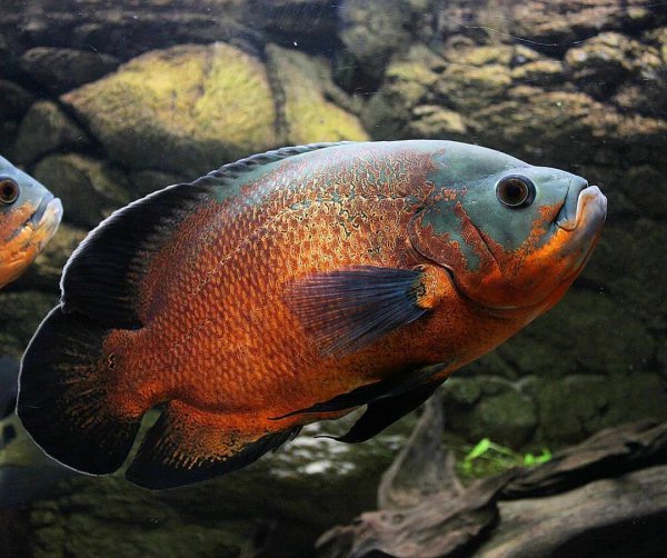 稀有地图鱼品种有哪些