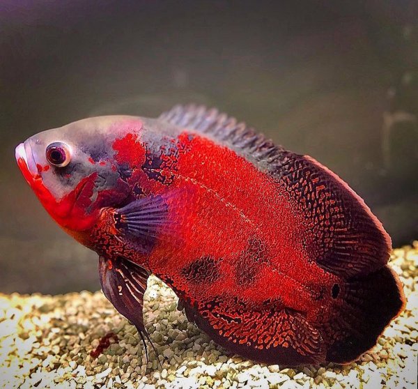 稀有地图鱼品种有哪些