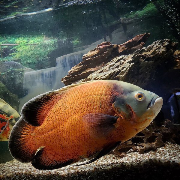 稀有地图鱼品种有哪些