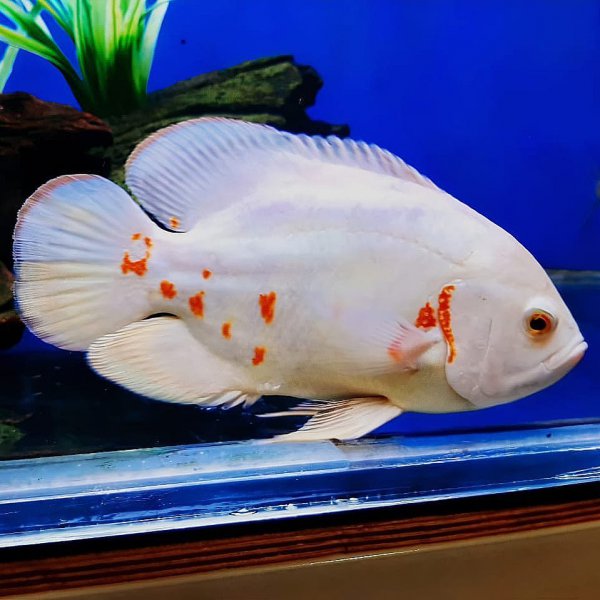 稀有地图鱼品种有哪些