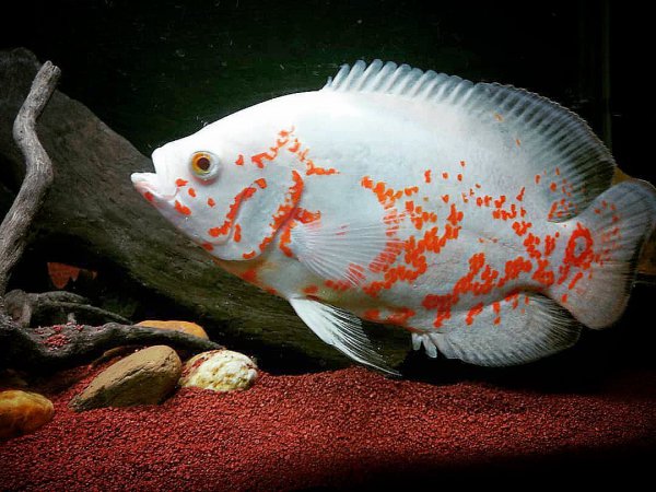 稀有地图鱼品种有哪些