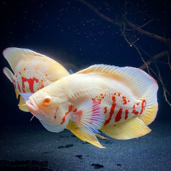 稀有地图鱼品种有哪些