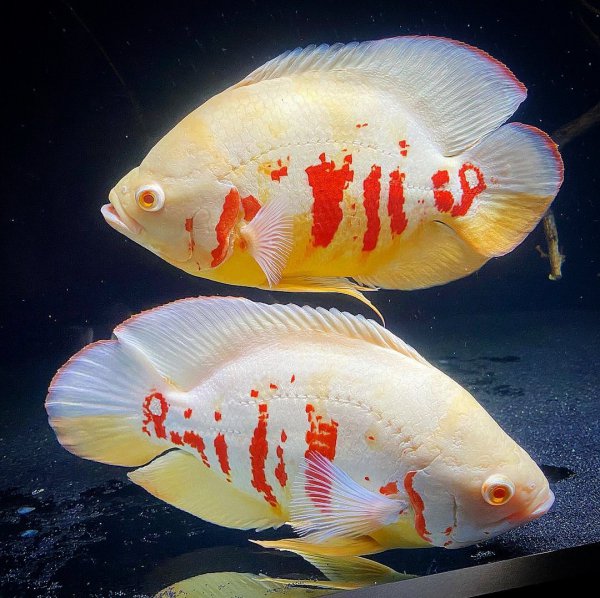 稀有地图鱼品种有哪些