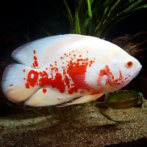 稀有地图鱼品种有哪些