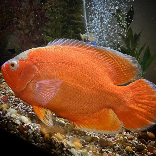 稀有地图鱼品种有哪些