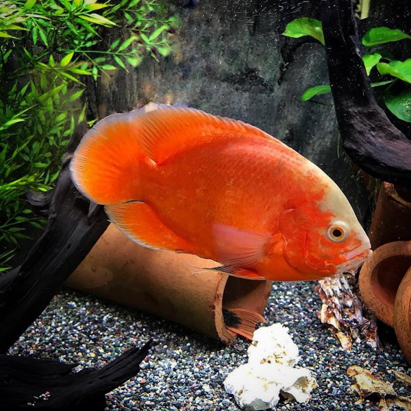 稀有地图鱼品种有哪些