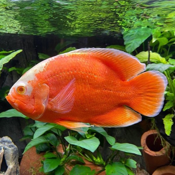 稀有地图鱼品种有哪些