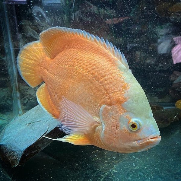 稀有地图鱼品种有哪些