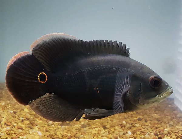 稀有地图鱼品种有哪些