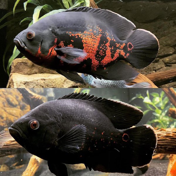 稀有地图鱼品种有哪些