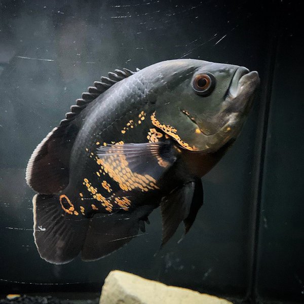 稀有地图鱼品种有哪些