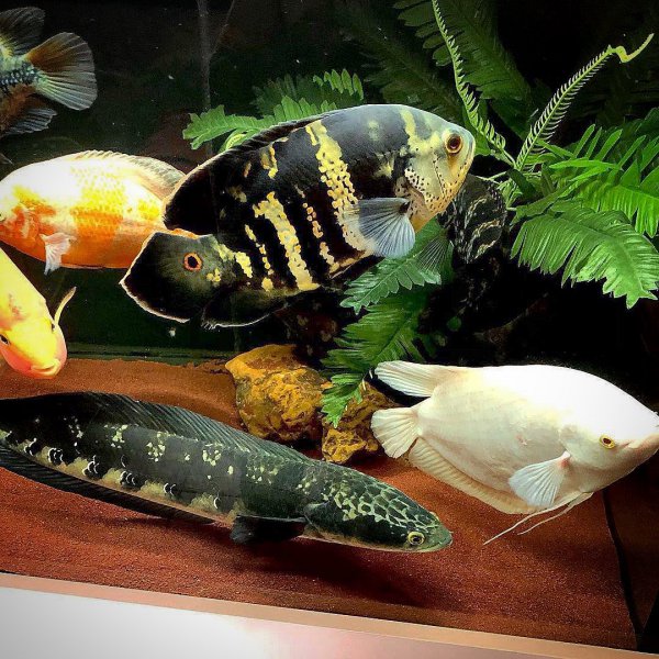 稀有地图鱼品种有哪些