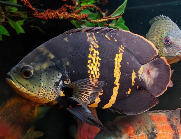 稀有地图鱼品种有哪些