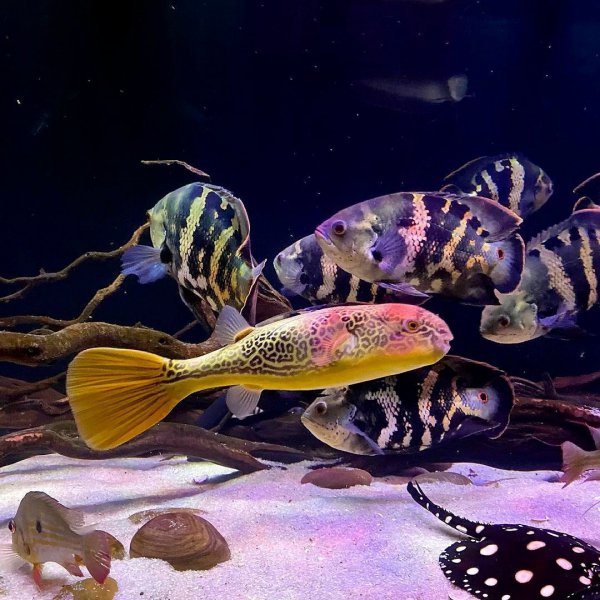 稀有地图鱼品种有哪些