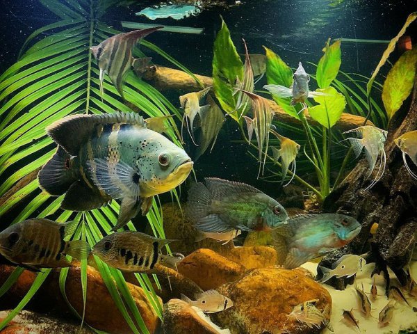 稀有地图鱼品种有哪些