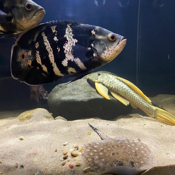 稀有地图鱼品种有哪些