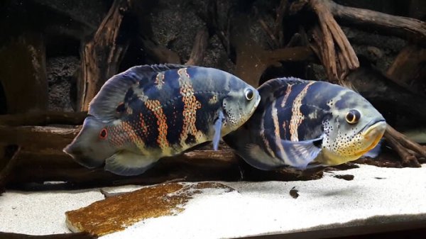 稀有地图鱼品种有哪些