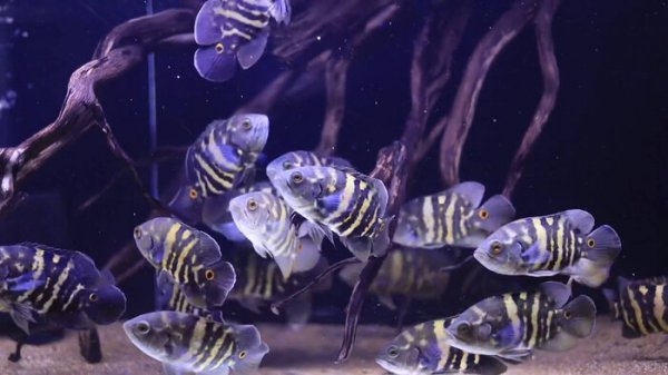 稀有地图鱼品种有哪些