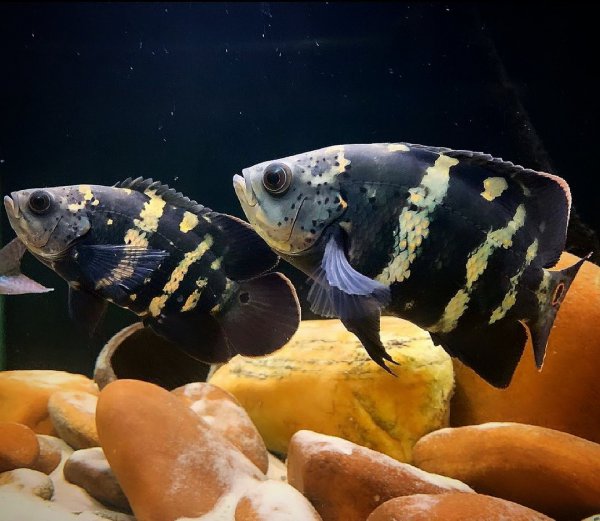 稀有地图鱼品种有哪些