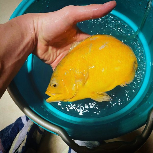 稀有地图鱼品种有哪些