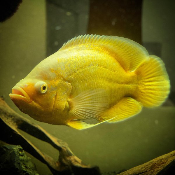 稀有地图鱼品种有哪些