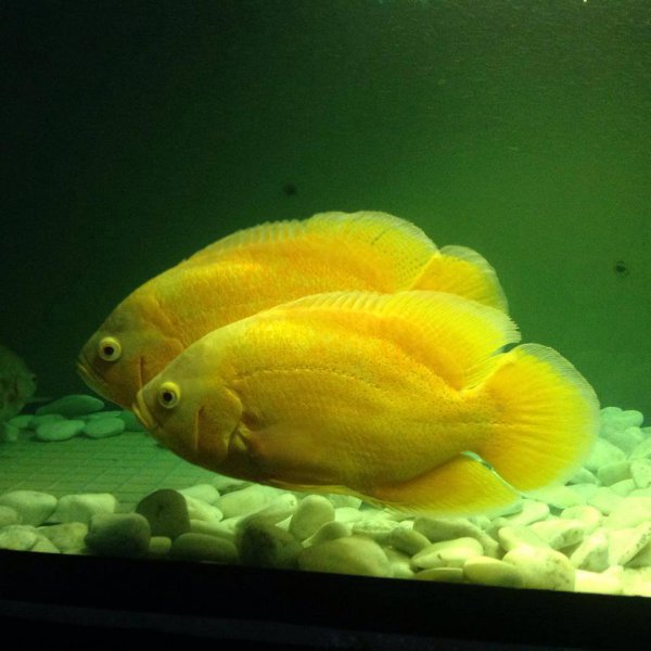 稀有地图鱼品种有哪些