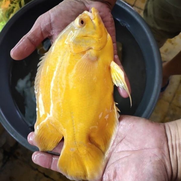 稀有地图鱼品种有哪些