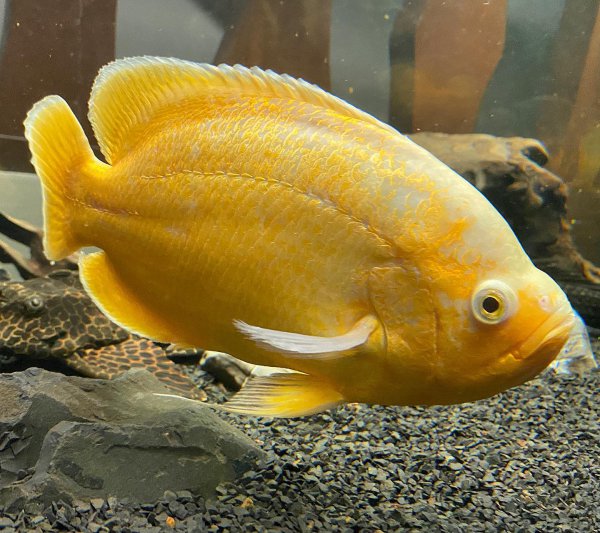 稀有地图鱼品种有哪些