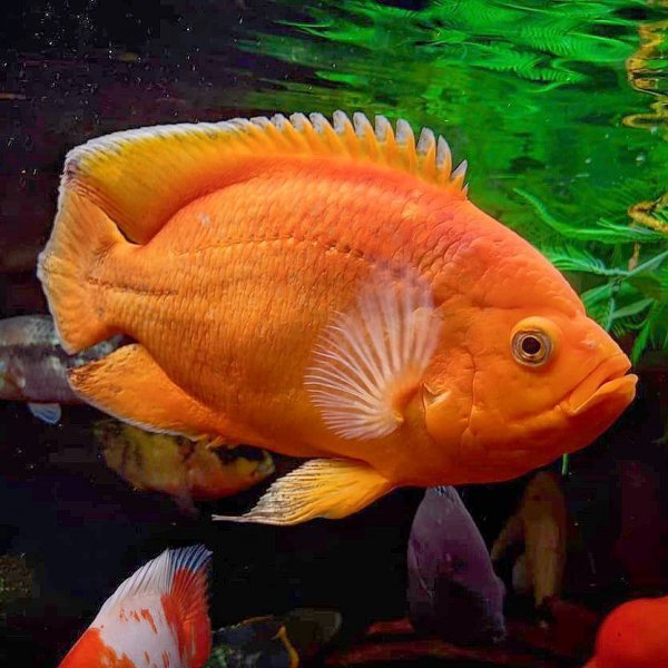 稀有地图鱼品种有哪些