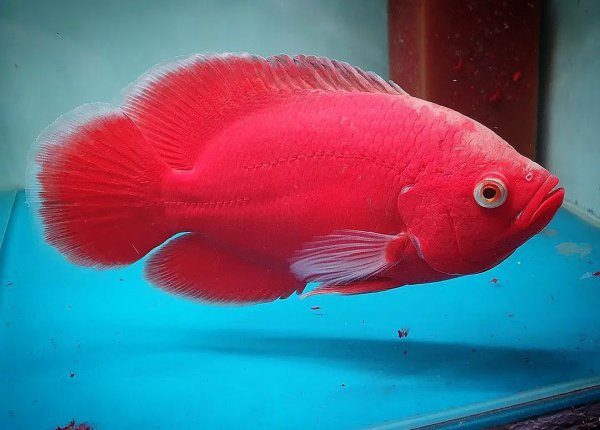 稀有地图鱼品种有哪些