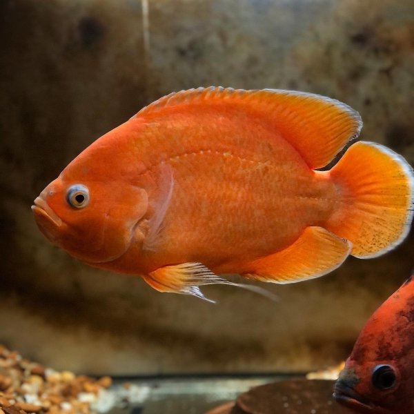 稀有地图鱼品种有哪些