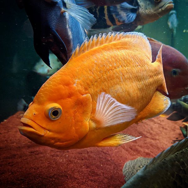 稀有地图鱼品种有哪些