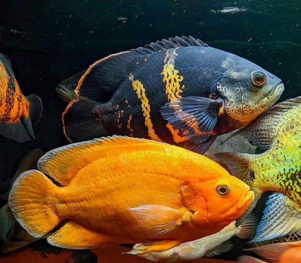 稀有地图鱼品种有哪些