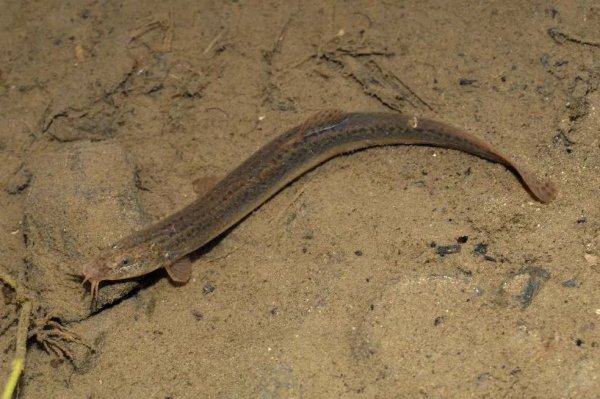 泥鳅属于鱼类吗