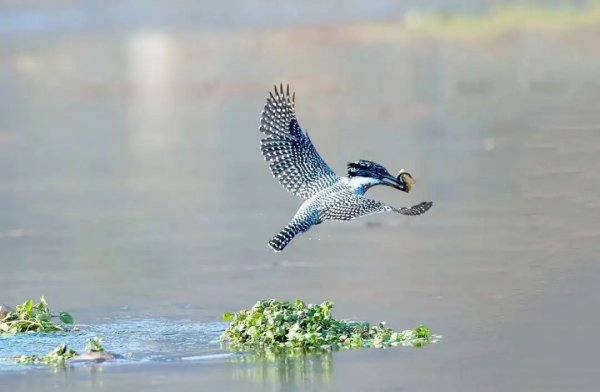 泥鳅属于鱼类吗