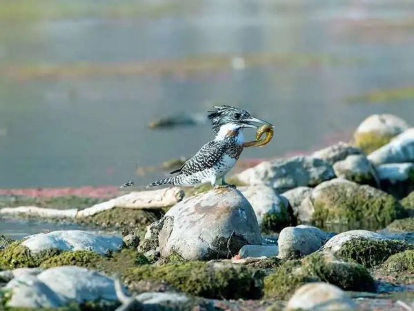 泥鳅属于鱼类吗
