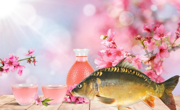 自制鲤鱼药酒最牛配方