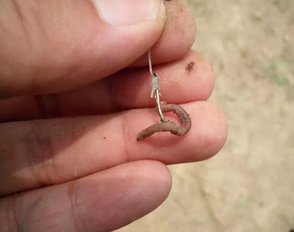 蚯蚓钓鱼的技巧和方法