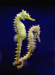 海马爸爸为什么生宝宝 海马是唯一雄性生育的生物吗