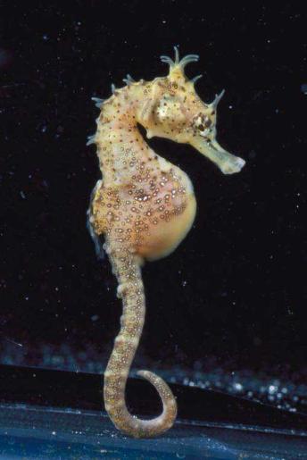 海马爸爸为什么生宝宝