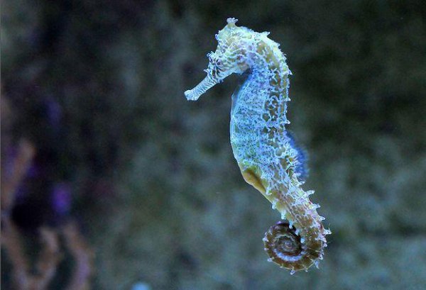 海马爸爸为什么生宝宝