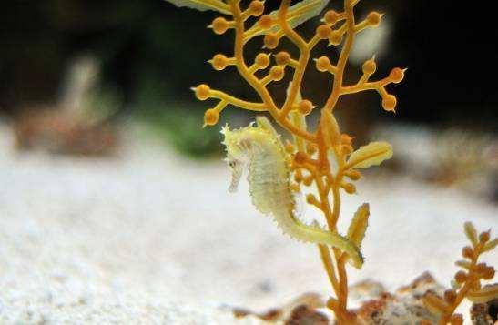 海马爸爸为什么生宝宝