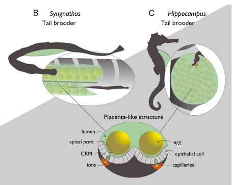 海马爸爸为什么生宝宝
