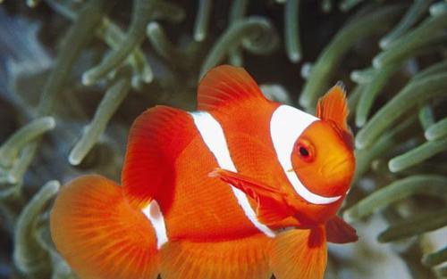 海马爸爸为什么生宝宝