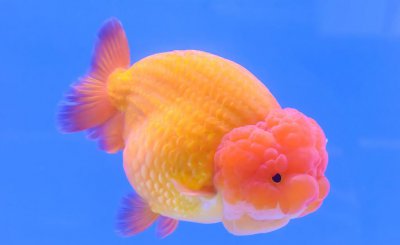 鱼食的配方自己怎么配 怎么样自制营养均衡的鱼食