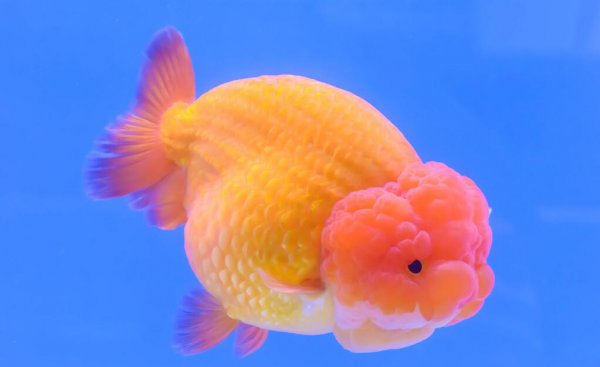 鱼食的配方自己怎么配