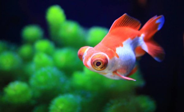 鱼食的配方自己怎么配