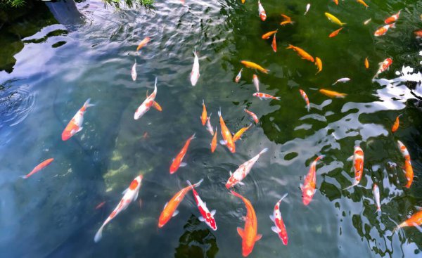 鱼食的配方自己怎么配